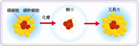〔癌症幹細胞（Cancer Stem Cell），又稱癌幹細胞、腫瘤幹細胞，是指具有幹細胞性質的癌細胞，也就是具有「自我複製」以及「具有多細胞分化」等能力。